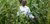 Green revolution in Tanzania