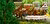 Commodity & land rushes regimes (RRUSHES-5) - Agrarian climate change now
