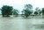 Stranded animals on islands of submerged paddy fields - Assam, July 2019