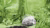 Right to Food and Nutrition Watch 2020