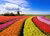Tulip field and windmill