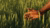 In this photo, a hand grazes crops in a field