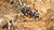 Workers in a gold mine in Myanmar