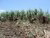 Sugarcane cutters in Negros Occidental in The Philippines - 2006