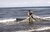 Fisherman throwing his net in the shallows of the Caspian Sea