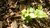 Green plant sprouting between dead leaves
