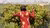Person in red floral shirt reaching into grapevines in a sunlit vineyard
