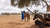 Woman in blue dress giving water to a horse. Dry, sandy landscape with a few trees in the background
