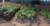 Numerous young green saplings in black plastic nursery bags on dirt under trees.