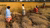 Farmers wearing colorful clothing harvest golden rice in a sunlit paddy field.
