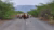 Barefoot child herding cows along a road lined with bushes