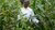 Green revolution in Tanzania