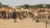 Camel Rearing in Rural Turkana, Kenya