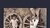 Reclaiming Development Studies - book in honour of Ashwani Saith