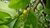 Immature cocaine (coca) plant - Colombia