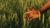 In this photo, a hand grazes crops in a field