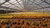 Rows of yellow and orange pot plants in a greenhouse