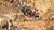 Workers in a gold mine in Myanmar