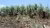 Sugarcane cutters in Negros Occidental in The Philippines - 2006