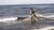Fisherman throwing his net in the shallows of the Caspian Sea