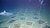 'Nodule frames' for a manganese deep sea mining experiment with shark 