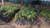 Numerous young green saplings in black plastic nursery bags on dirt under trees.