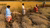 Farmers wearing colorful clothing harvest golden rice in a sunlit paddy field.