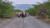 Barefoot child herding cows along a road lined with bushes