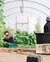Migrant agrarian workers in a greenhouse