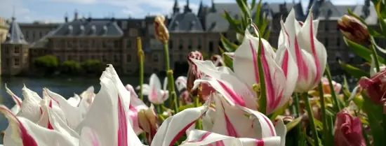 Binnenhof - tulips - The Hague