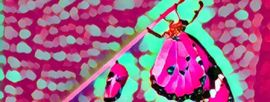 Transformative Methodologies - pink butterfly