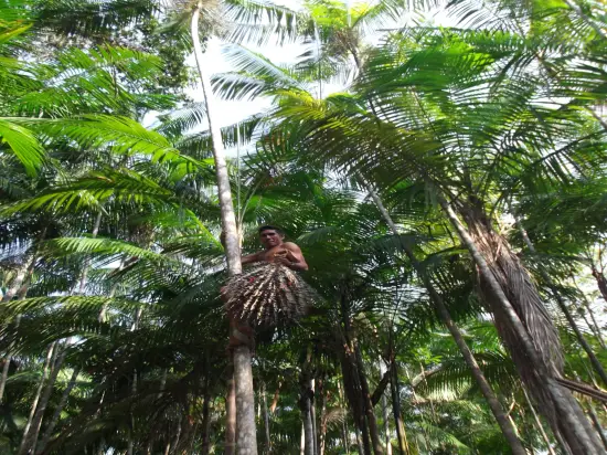 Acai trees - Brazil - Governance of Labour and Logistics for Sustainability