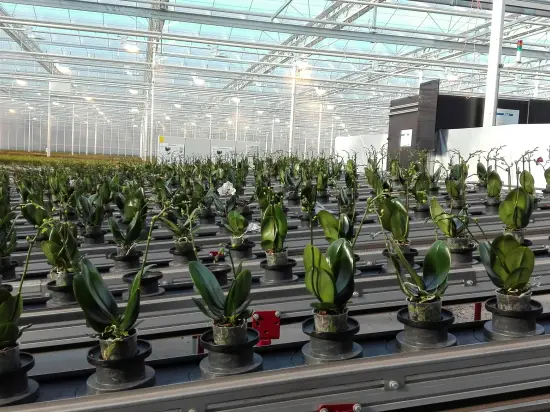 Plants in automated greenhouse